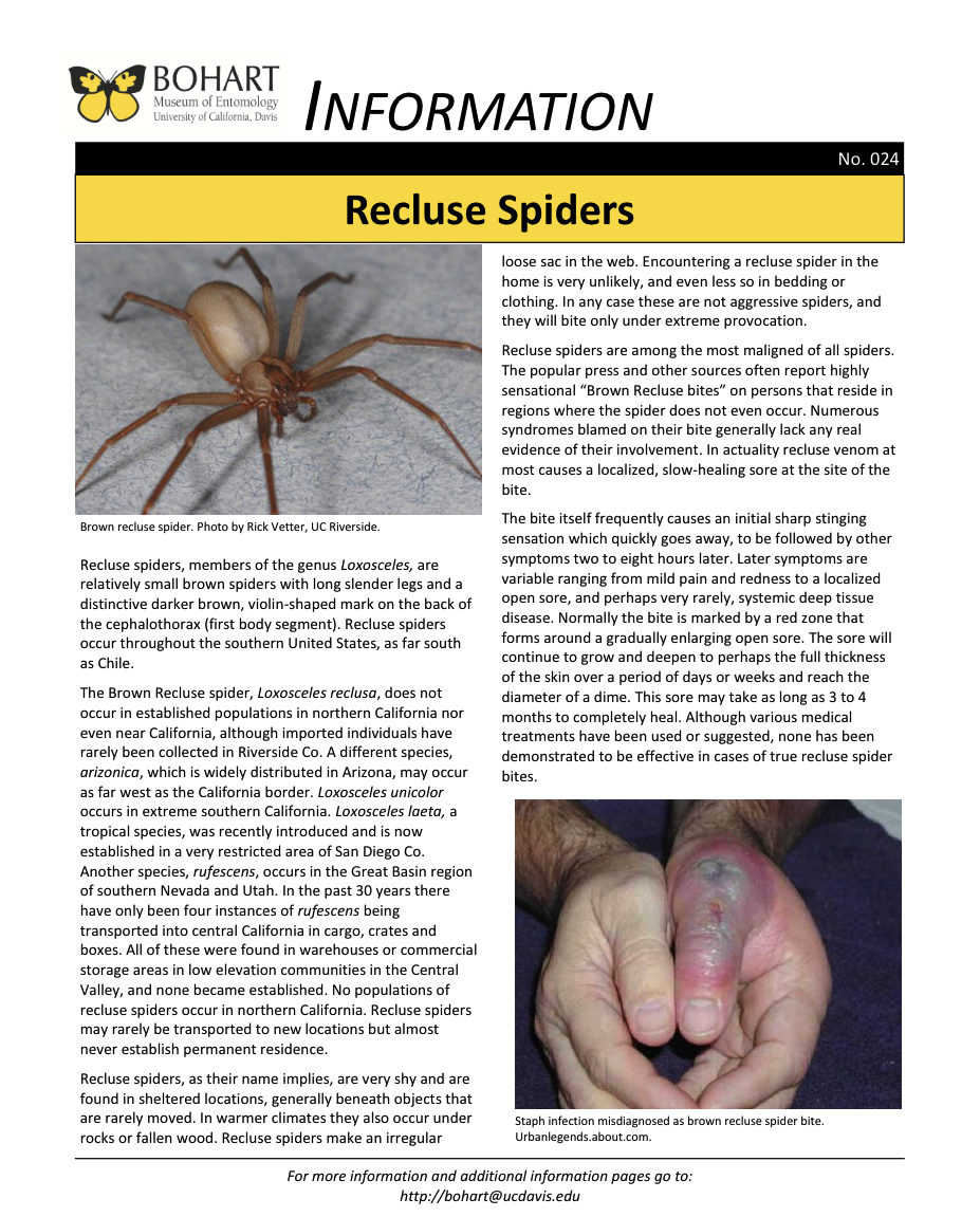 Recluse spider store